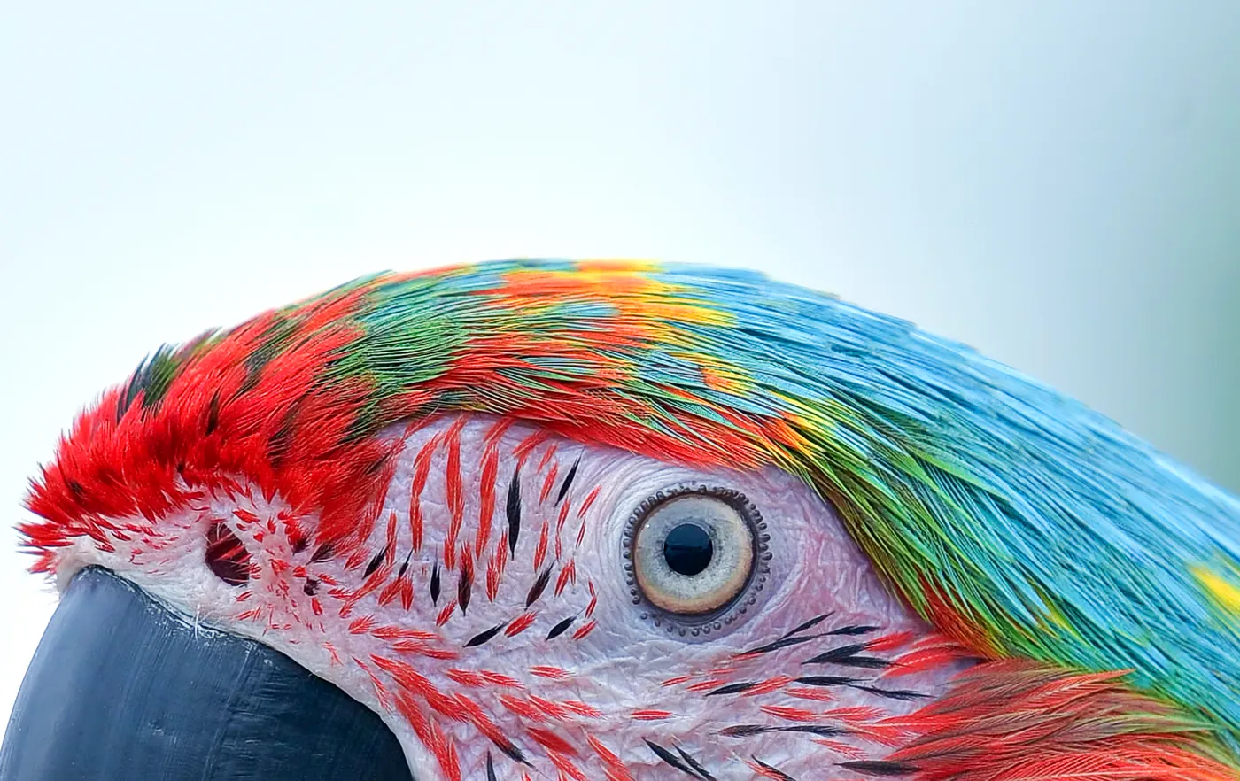 Close-up of a macaw photo printed with raised feather texture